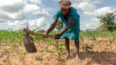 Zimbabwe Declares National Disaster Over Drought Crisis