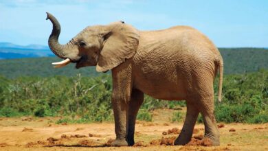 Elephant Kills 80-Year-Old US Tourist in Zambia