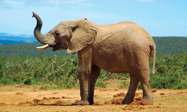 Elephant Kills 80-Year-Old US Tourist in Zambia